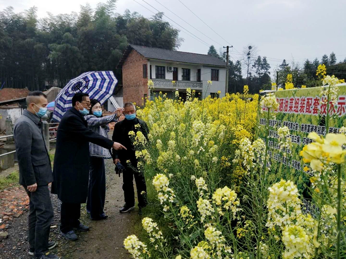 桃源富硒油菜組裝配套技術試驗示范初見成效